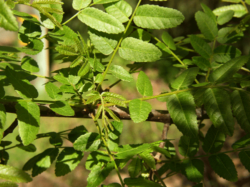 Juglans californica var. californica